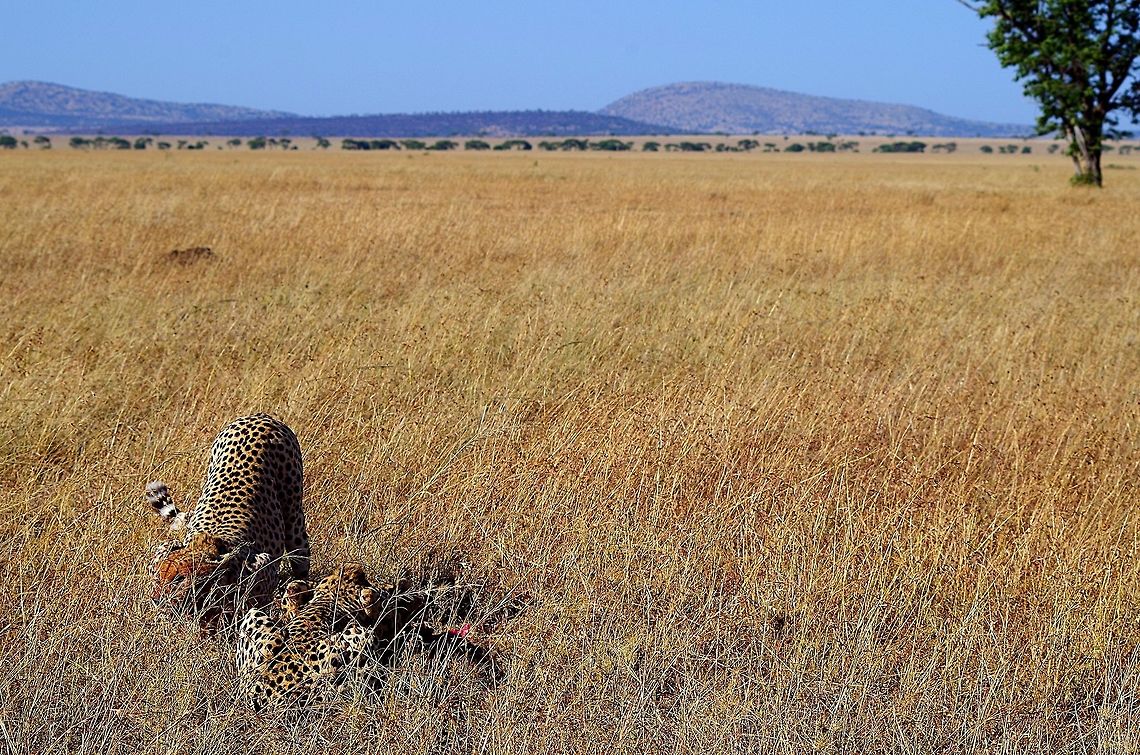 cheetahs_eating just another shot of them eating with the serengeti plains in the background Acinonyx jubatus,Cheetah,Geotagged,Summer,Tanzania,africa,eating,serengeti