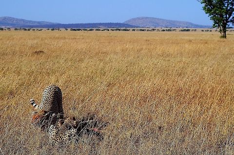 cheetahs_eating just another shot of them eating with the serengeti plains in the background Acinonyx jubatus,Cheetah,Geotagged,Summer,Tanzania,africa,eating,serengeti