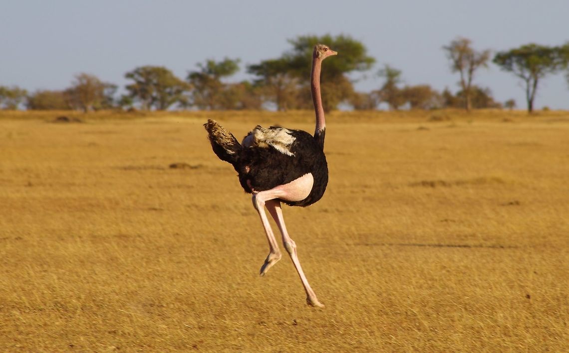 ostrich_running running from the land rover i believe Geotagged,Ostrich,Struthio camelus,Summer,Tanzania,africa,running,serengeti