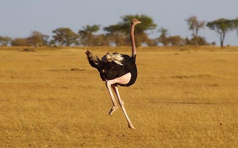 ostrich_running running from the land rover i believe Geotagged,Ostrich,Struthio camelus,Summer,Tanzania,africa,running,serengeti