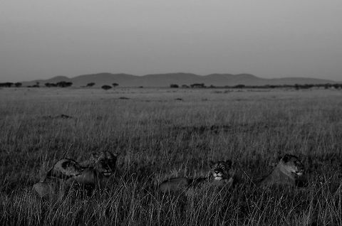 lions_b_and_w these 4 lions were sunning themselves in a sunrise  Geotagged,Lion,Panthera leo,Summer,Tanzania,africa,serengeti