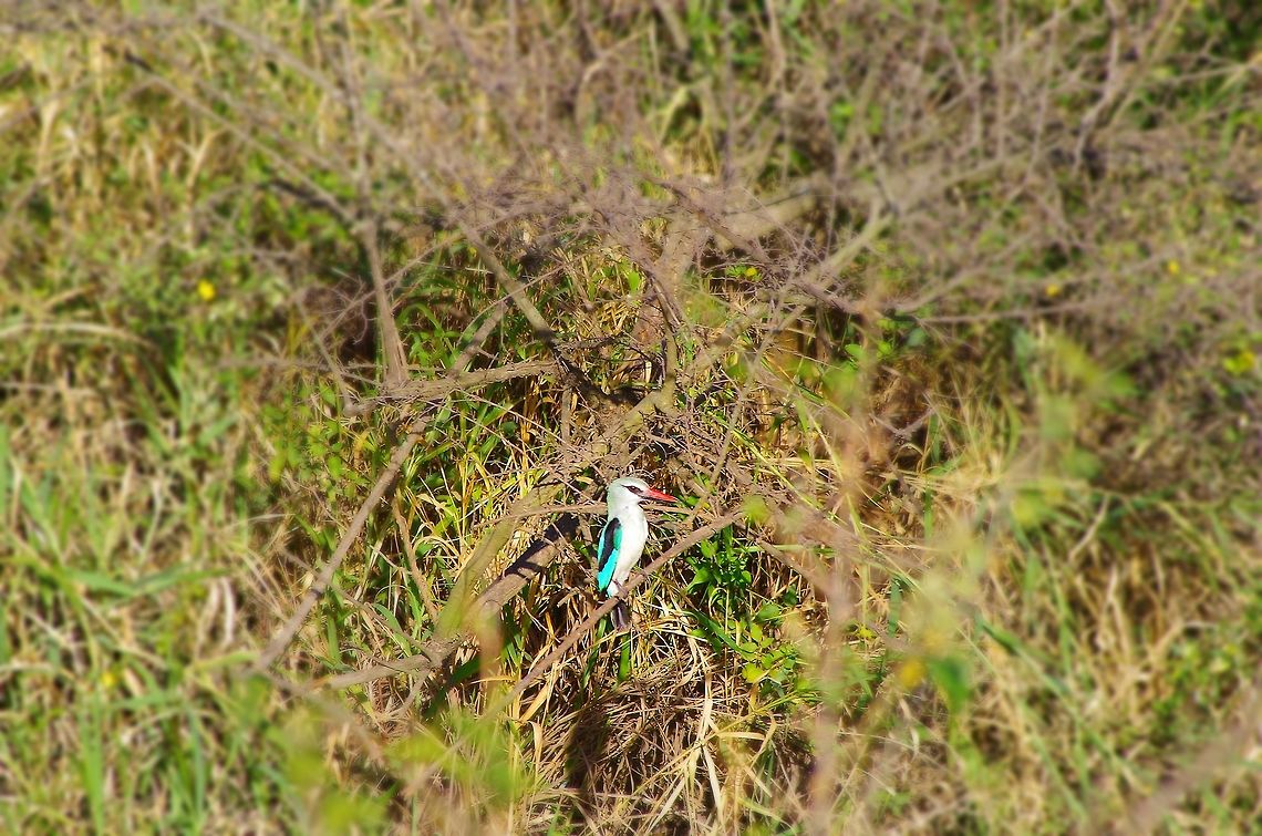 woodland_kingfisher kinda rare woodland kingfisher looking for food in a drainage ditch Geotagged,Halcyon senegalensis,Summer,Tanzania,africa,bird,kingfisher,serengeti,woodland kingfisher