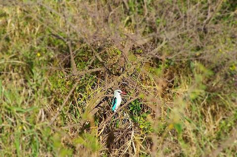 woodland_kingfisher kinda rare woodland kingfisher looking for food in a drainage ditch Geotagged,Halcyon senegalensis,Summer,Tanzania,africa,bird,kingfisher,serengeti,woodland kingfisher