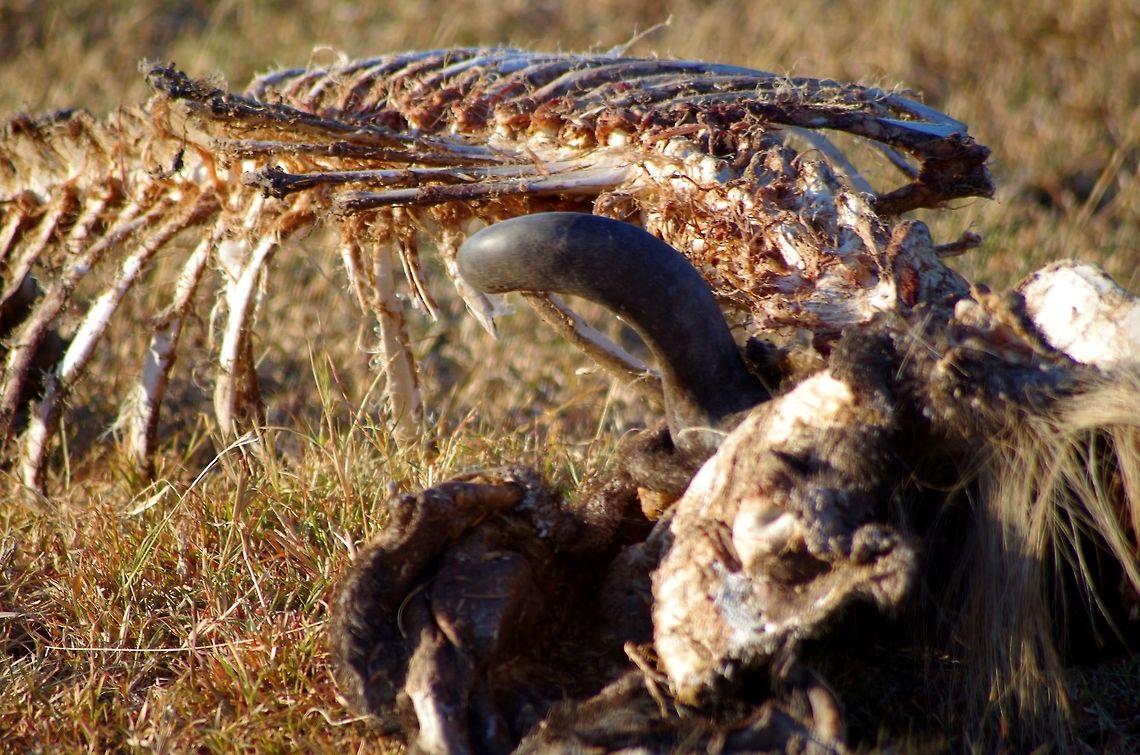 wildebeest_carcass a wildebeest carcass after a feast in the serengeti Geotagged,Summer,Tanzania,africa,carcass,serengeti,wildebeest