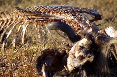 wildebeest_carcass a wildebeest carcass after a feast in the serengeti Geotagged,Summer,Tanzania,africa,carcass,serengeti,wildebeest