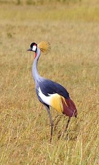 crowned_crane beautiful crowned crane spotted on our way to see a cheetah Balearica regulorum,Geotagged,Grey crowned crane,Summer,Tanzania,africa,crane,sernegeti