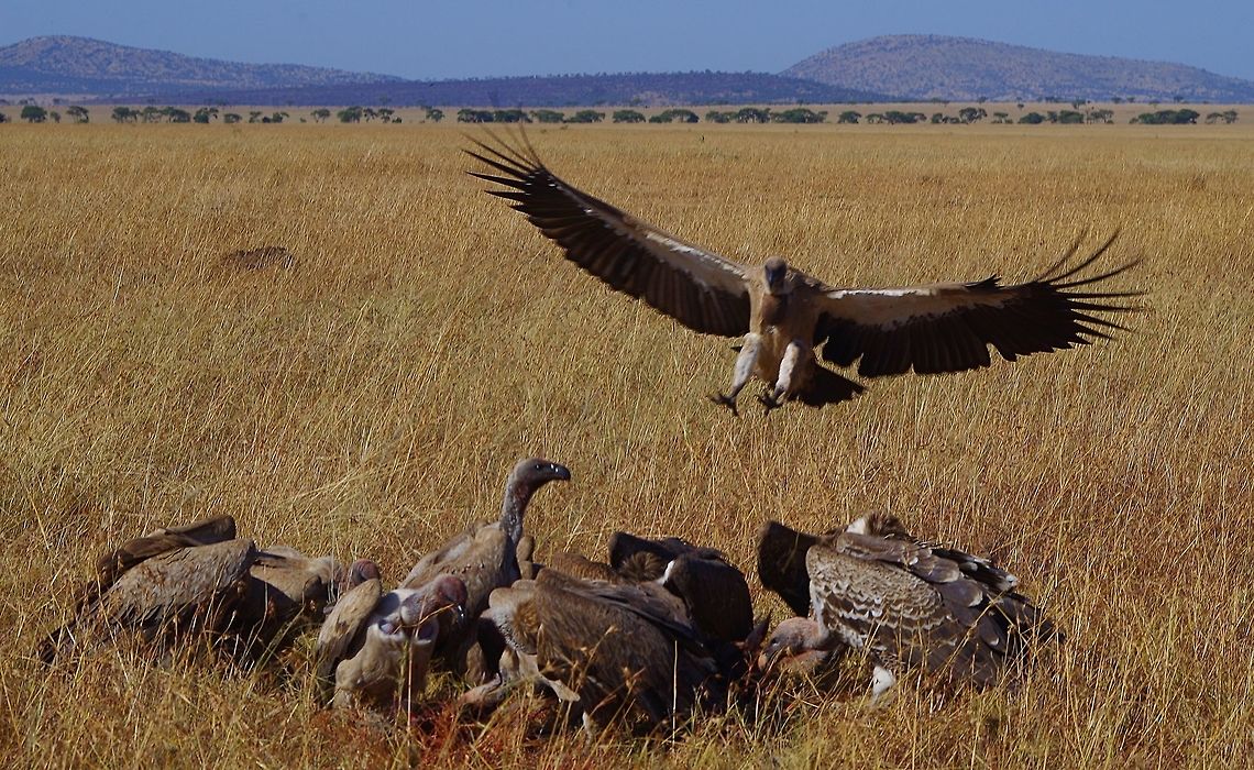 vulture_landing_2 vultures decending on a recently vacated cheetah kill Geotagged,Gyps rueppellii,Rüppells Vulture,Summer,Tanzania,africa,serengeti,vulture