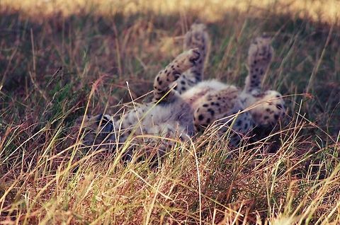 cheetah_rolling an older cheetah rolling on his back Acinonyx jubatus,Cheetah,Geotagged,Summer,Tanzania,africa,serengeti