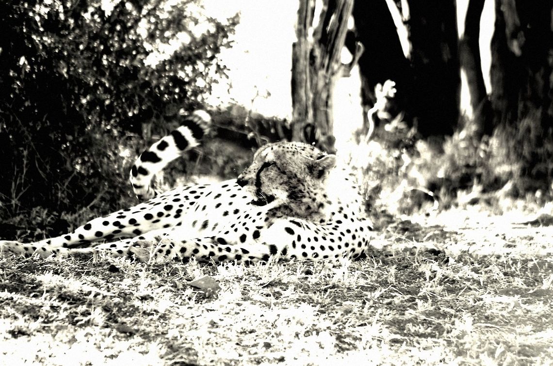 cheetah_laying a cheetah rests after over indulging on a baby wildebeest Acinonyx jubatus,Cheetah,Geotagged,Summer,Tanzania,africa,serengeti