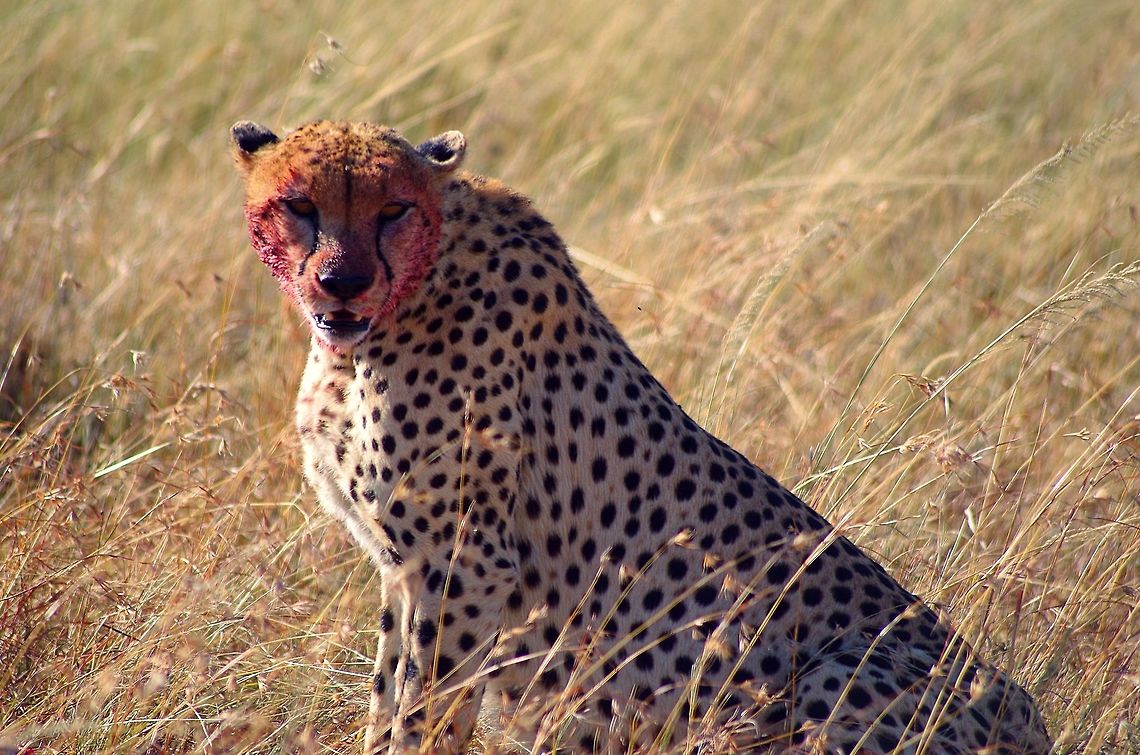 cheetah_bloody_face_staring a cheetah taking a break from feasting on a baby wildebeest Acinonyx jubatus,Cheetah,Geotagged,Summer,Tanzania,africa,blood,serengeti