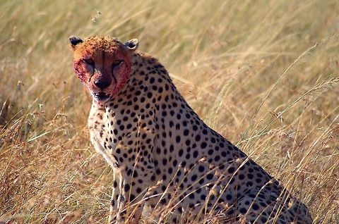 cheetah_bloody_face_staring a cheetah taking a break from feasting on a baby wildebeest Acinonyx jubatus,Cheetah,Geotagged,Summer,Tanzania,africa,blood,serengeti