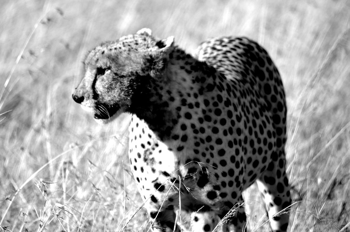 cheetah_b_and_w a cheetah walks away after feasting Acinonyx jubatus,Cheetah,Geotagged,Summer,Tanzania,africa,serengeti