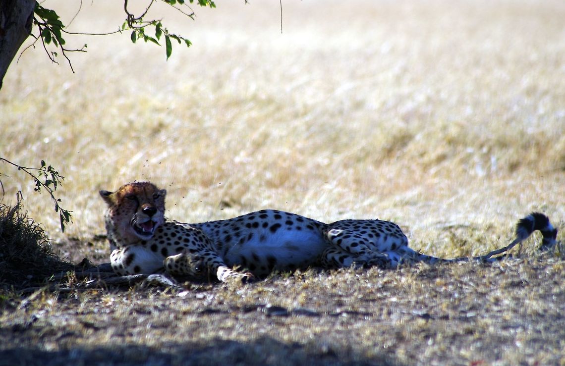 cheetah_and_flies a cheetah rests after a feast of baby wildebeest...note the flies and his expanded tummy Acinonyx jubatus,Cheetah,Geotagged,Summer,Tanzania,africa,serneget