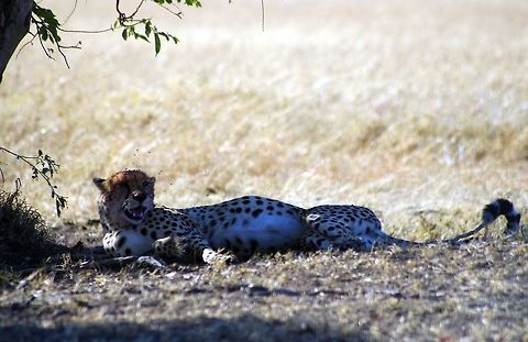 cheetah_and_flies a cheetah rests after a feast of baby wildebeest...note the flies and his expanded tummy Acinonyx jubatus,Cheetah,Geotagged,Summer,Tanzania,africa,serneget