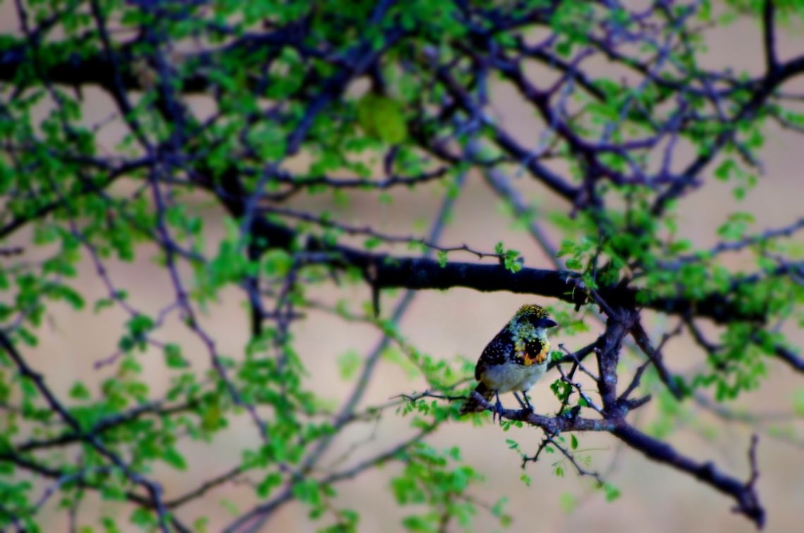 barbet a barbet from our bird watching safari...can't remember which kind, if someone could help DArnauds barbet,Geotagged,Summer,Tanzania,Trachyphonus darnaudii,africa,barbet,serengeti