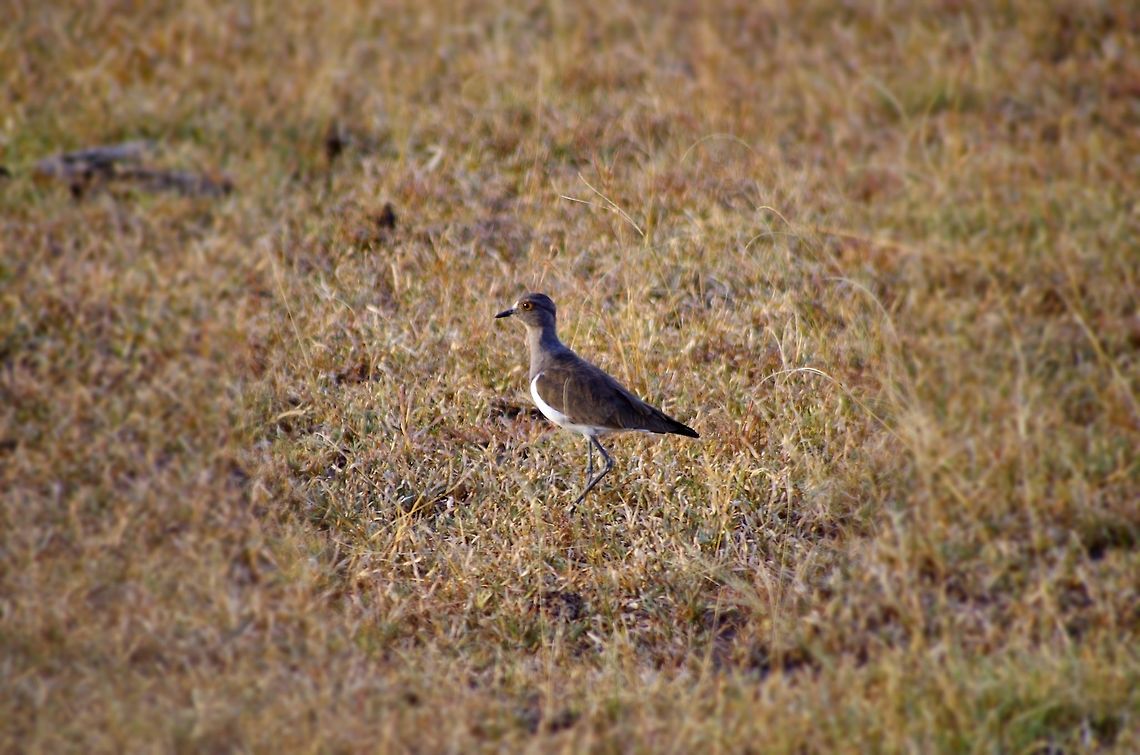 black_winged_lapwing spotted on our bird watching sfari Geotagged,Summer,Tanzania,Vanellus melanopterus,africa,bird,black-winged lapwing,serengeti