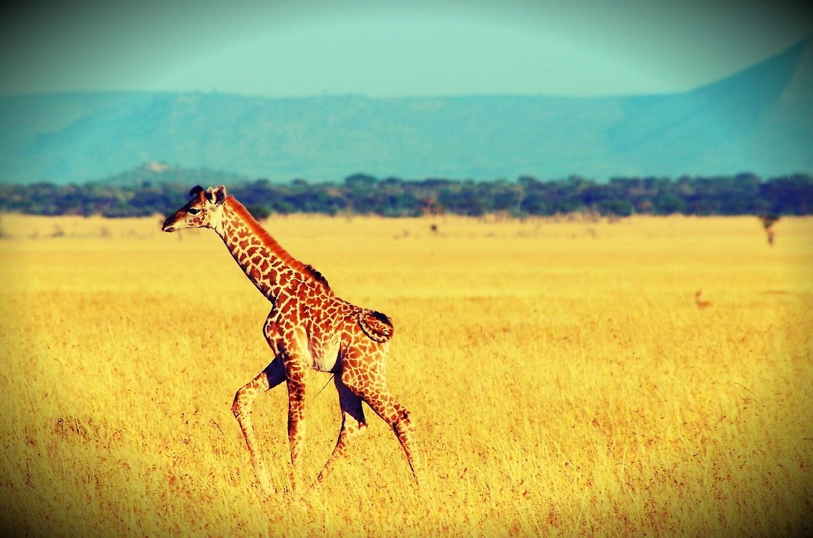 baby_giraffe baby giraffe following its mother...as you can see it&#039;s about 2 days old and hasn&#039;t learned to use it&#039;s tale yet Geotagged,Giraffa camelopardalis,Giraffe,Summer,Tanzania,afica,serengeti