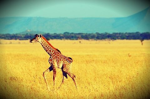 baby_giraffe baby giraffe following its mother...as you can see it's about 2 days old and hasn't learned to use it's tale yet Geotagged,Giraffa camelopardalis,Giraffe,Summer,Tanzania,afica,serengeti