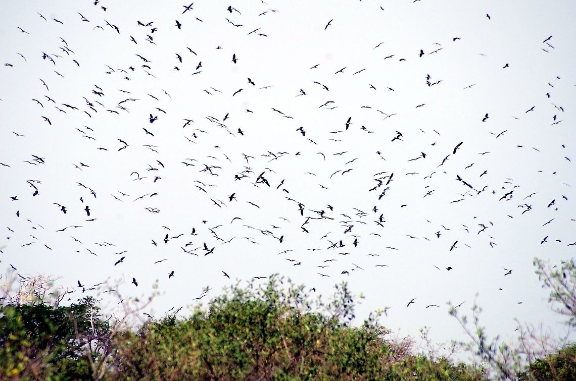 black_stork a gaggle of black storks landing by the grumeti river Black Stork,Ciconia nigra,Geotagged,Summer,Tanzania,africa,serengeti