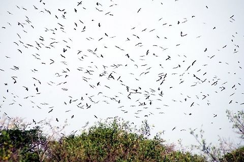 black_stork a gaggle of black storks landing by the grumeti river Black Stork,Ciconia nigra,Geotagged,Summer,Tanzania,africa,serengeti
