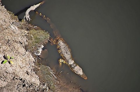 crocodile a baby nile crocodile in the grumeti river
 Crocodylus niloticus,Geotagged,Nile crocodile,Summer,Tanzania,africa,serengeti