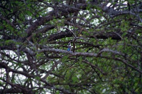 grey_headed_king_fisher another spot from our bird watching safari Geotagged,Grey-headed Kingfisher,Halcyon leucocephala,Summer,Tanzania,africa,bird,serengeti