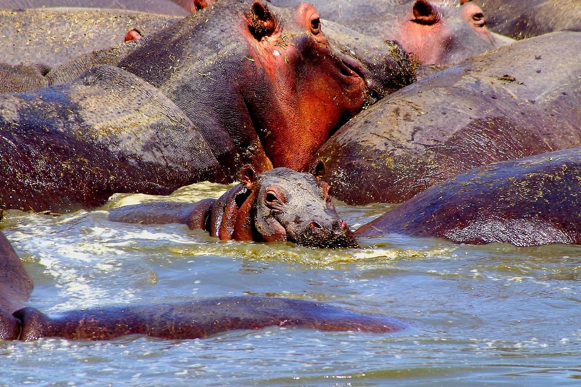 hippo_baby a baby hippo being squashed by the adults in a raft of hippos Geotagged,Hippopotamus,Hippopotamus amphibius,Summer,Tanzania,africa,hippo,serengeti