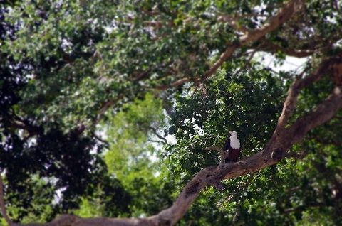fish_eagle a fish eagle keeping an eye on the grumeti river African Fish Eagle,Geotagged,Haliaeetus vocifer,Winter,afirca,bird,eagle,serengeti