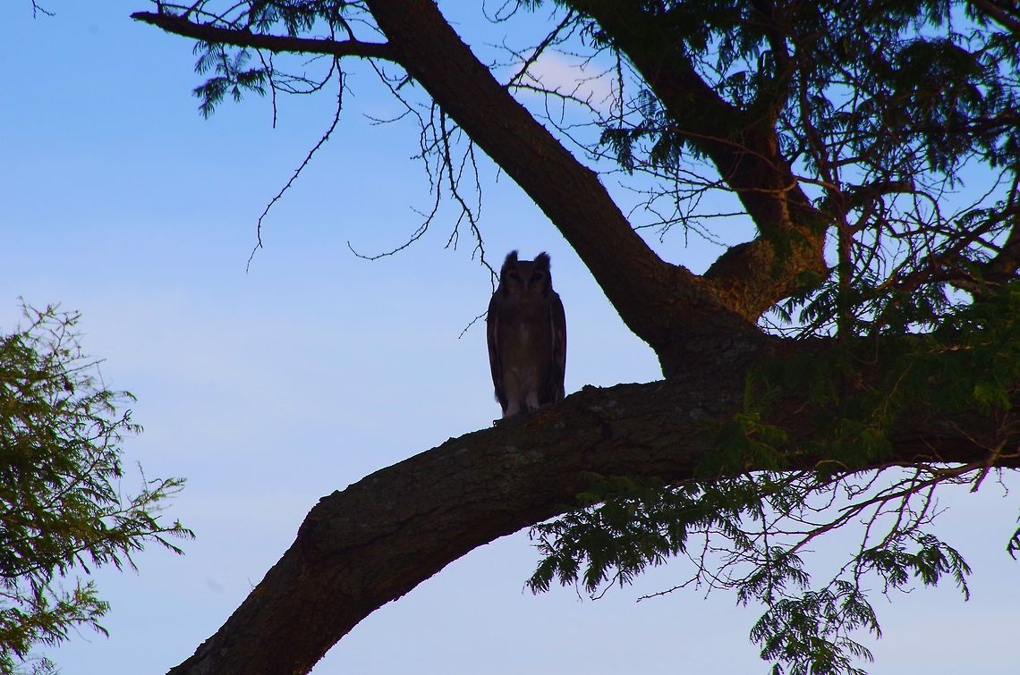 eagle_owl an eagle owl hiding in a tree keeping watch over a drainage ditch Bubo africanus,Geotagged,Spotted Eagle-Owl,Summer,Tanzania,africa,owl,serengeti