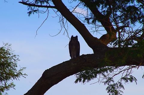 eagle_owl an eagle owl hiding in a tree keeping watch over a drainage ditch Bubo africanus,Geotagged,Spotted Eagle-Owl,Summer,Tanzania,africa,owl,serengeti