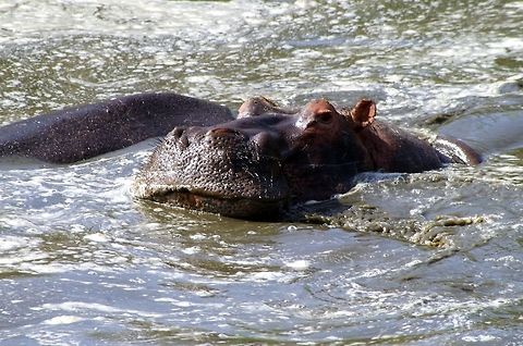 hippo one big hippo Geotagged,Hippopotamus,Hippopotamus amphibius,Summer,Tanzania,africa,grumeti river,hippo,serengeti
