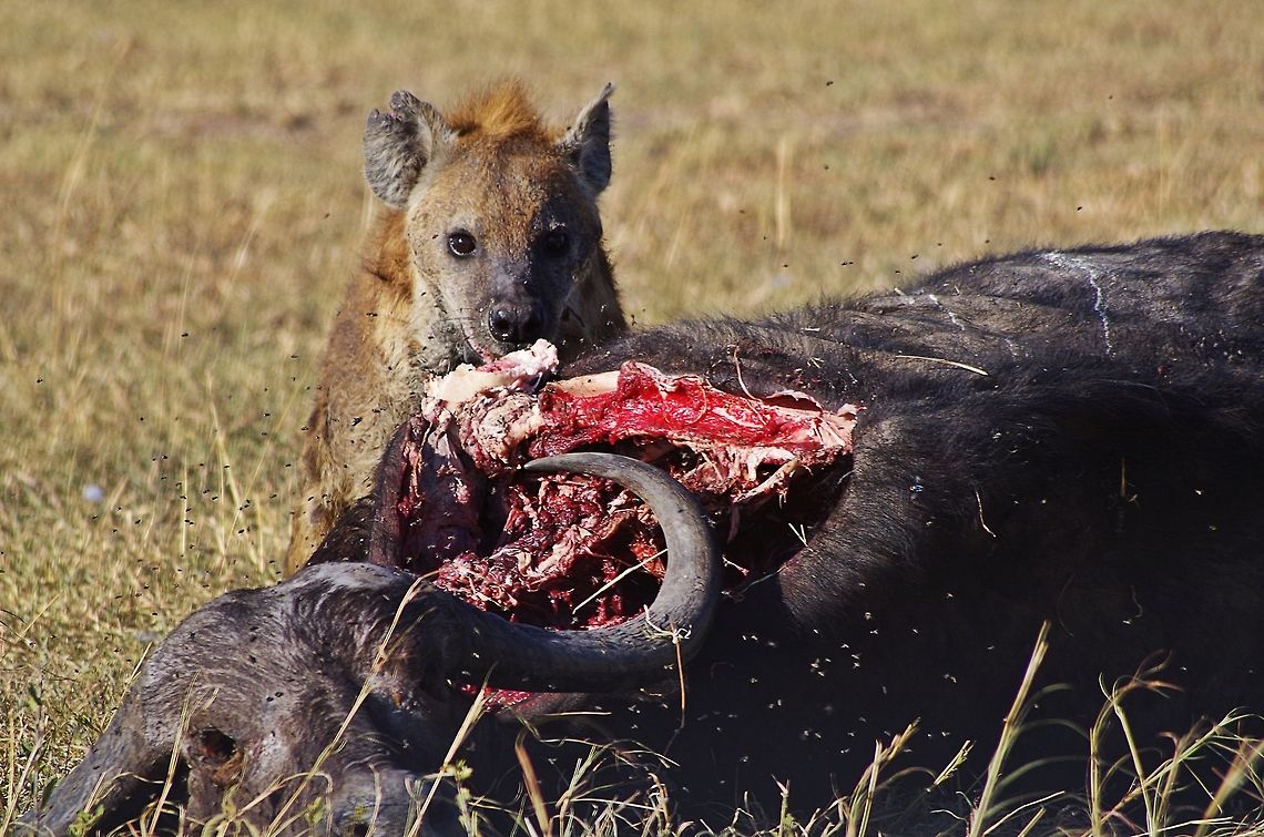 hyena_eating_2 a hyena eating what was once a sick cape buffalo...note the flies Crocuta crocuta,Geotagged,Spotted Hyena,Summer,Tanzania,africa,buffalo,eating,serengeti