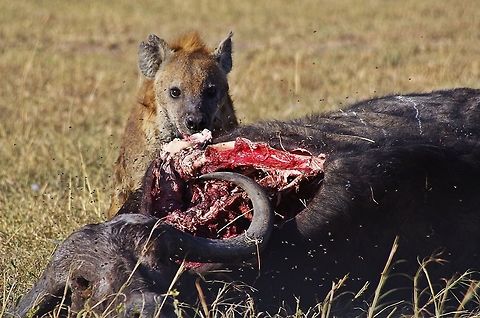 hyena_eating_2 a hyena eating what was once a sick cape buffalo...note the flies Crocuta crocuta,Geotagged,Spotted Hyena,Summer,Tanzania,africa,buffalo,eating,serengeti