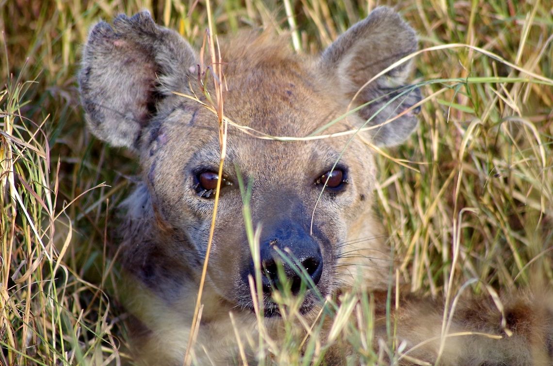 hyena_face a nice close up of a hyena resting Crocuta crocuta,Geotagged,Spotted Hyena,Summer,Tanzania,africa,serengeti
