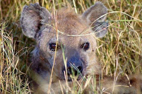 hyena_face a nice close up of a hyena resting Crocuta crocuta,Geotagged,Spotted Hyena,Summer,Tanzania,africa,serengeti