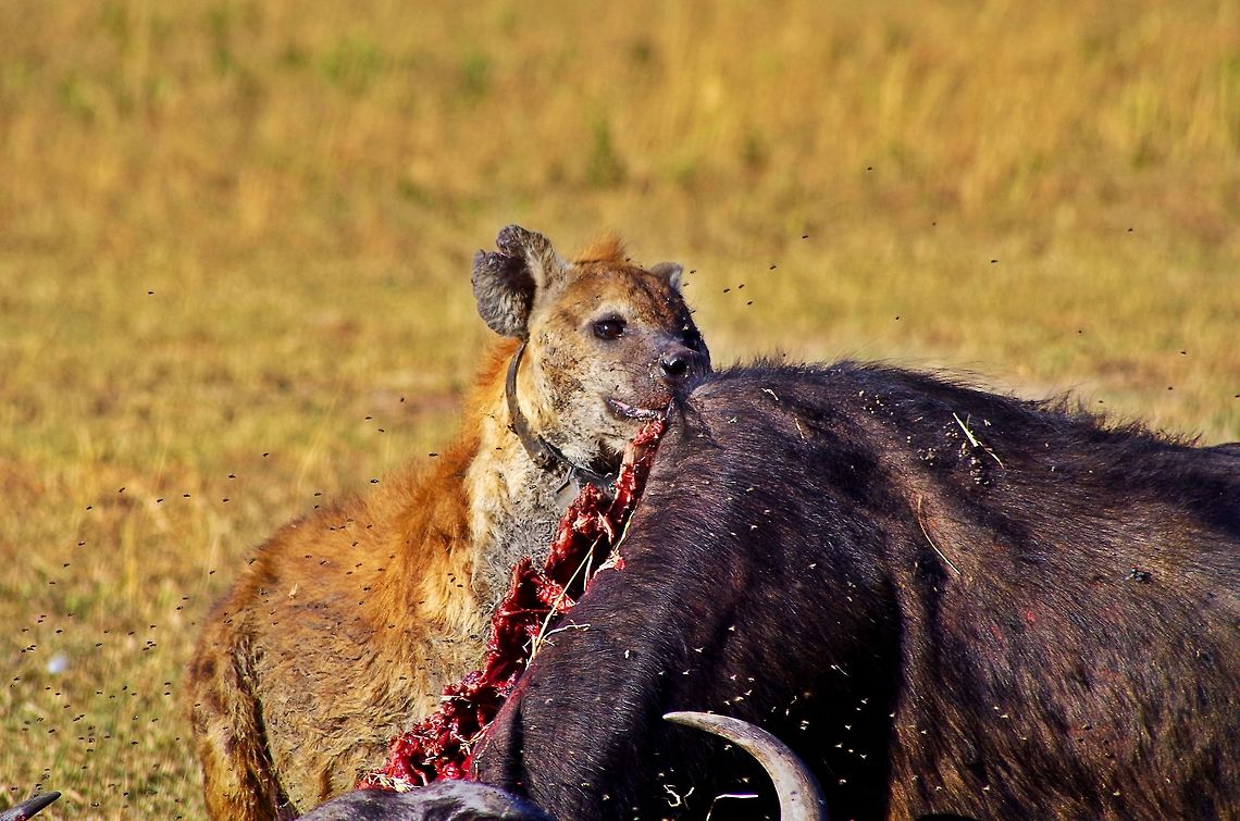 hyena_eating a hyena flipping over an entire buffalo all by herself...very strong jaws Crocuta crocuta,Geotagged,Spotted Hyena,Summer,Tanzania,africa,eating,serengeti