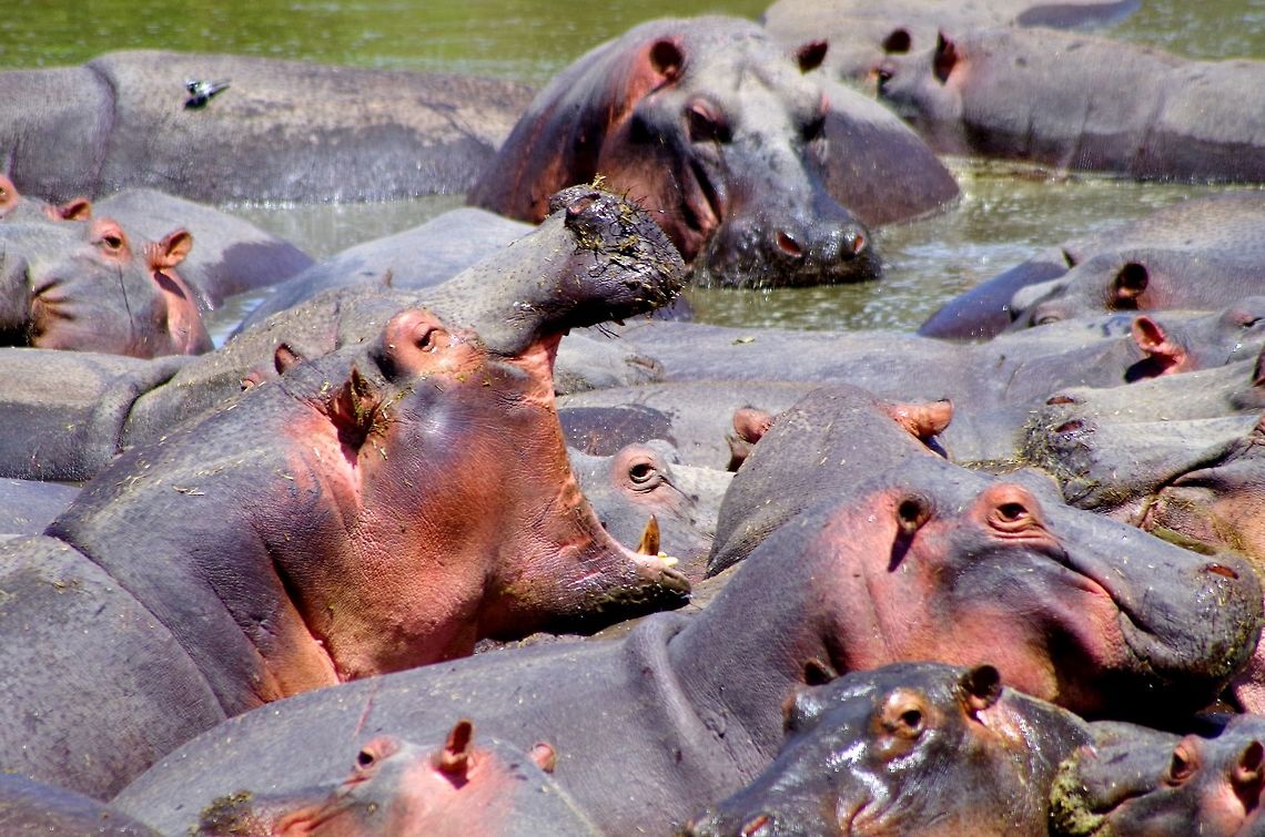 hippo_yawning just wanted to showcase the hippo&#039;s enormous mouth<br />
 Geotagged,Hippopotamus,Hippopotamus amphibius,Summer,Tanzania,africa,grumeti river,mouth,serengeti,yawn