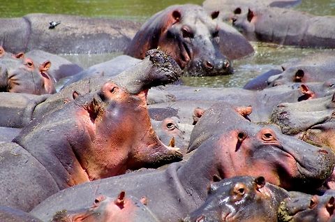 hippo_yawning just wanted to showcase the hippo's enormous mouth
 Geotagged,Hippopotamus,Hippopotamus amphibius,Summer,Tanzania,africa,grumeti river,mouth,serengeti,yawn