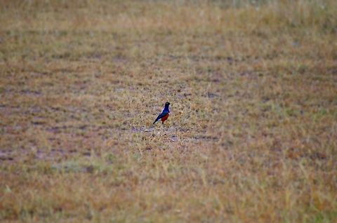 superb_starling an easy spot from our bird watching safari Geotagged,Lamprotornis superbus,Summer,Superb Starling,Tanzania,africa,bird,serengeti,starling