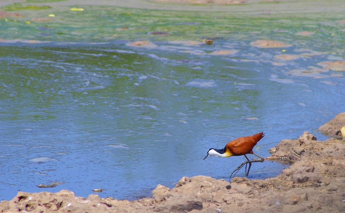jacana a jacana on the grumeti river...you gotta love those feet Actophilornis africanus,African jacana,Geotagged,Summer,Tanzania,africa,grumeti river,serengeti