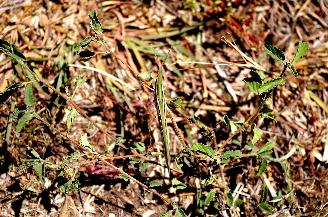 spot_the_bug no idea what kind of bug this is...any help? Geotagged,Summer,Tanzania,africa,bug,serengeti