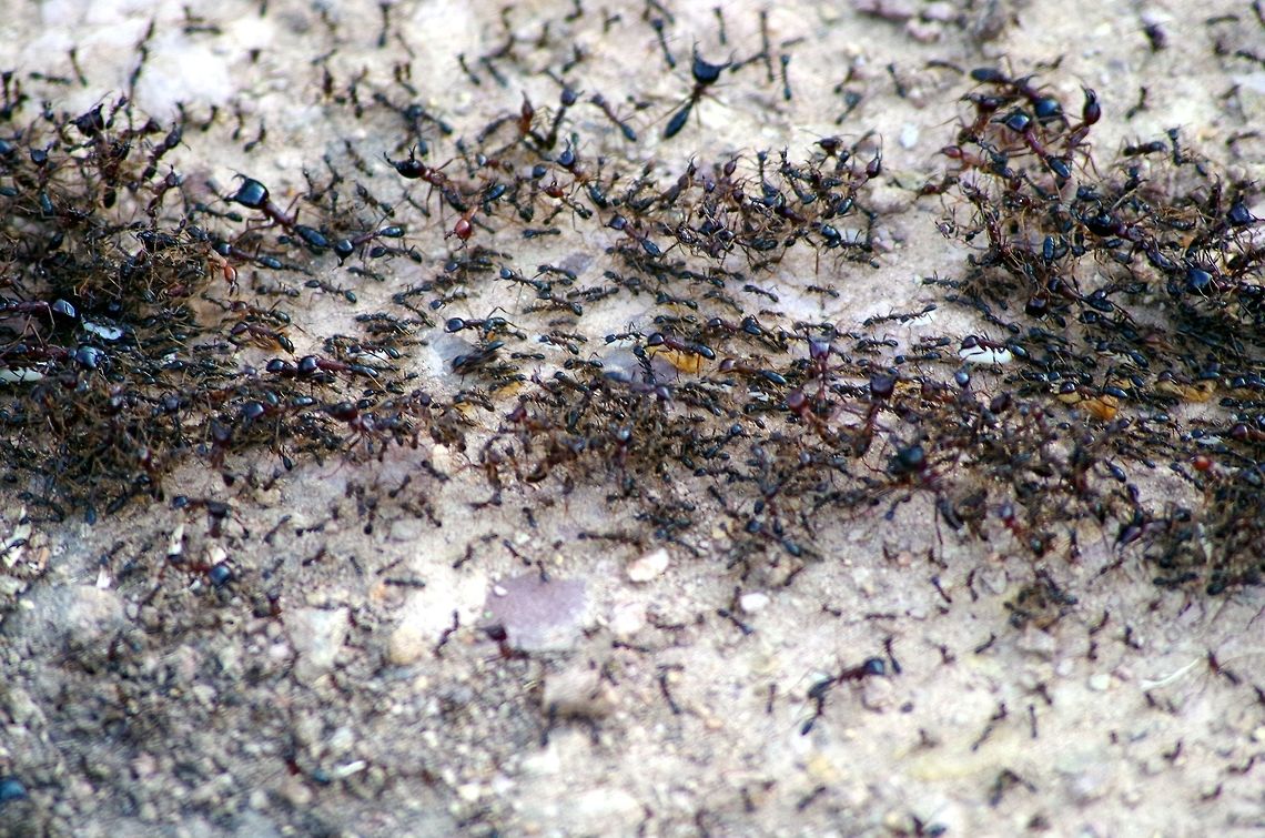 safari_ants safari ants aka dorylus...i cant put the species in for some reason....anyone help? European Hornet,Geotagged,Summer,Tanzania,Vespa crabro,africa,ants,safari ants,serengeti