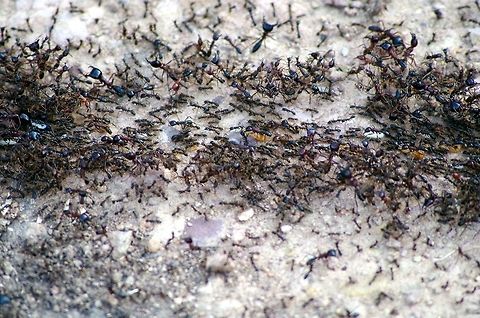 safari_ants safari ants aka dorylus...i cant put the species in for some reason....anyone help? European Hornet,Geotagged,Summer,Tanzania,Vespa crabro,africa,ants,safari ants,serengeti