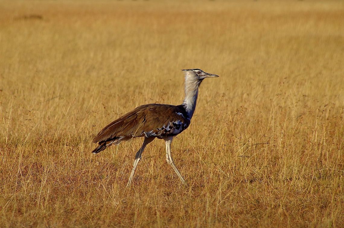 kori_bustard just a kori bustard Ardeotis kori,Geotagged,Kori bustard,Summer,Tanzania,africa,bird,serengeti