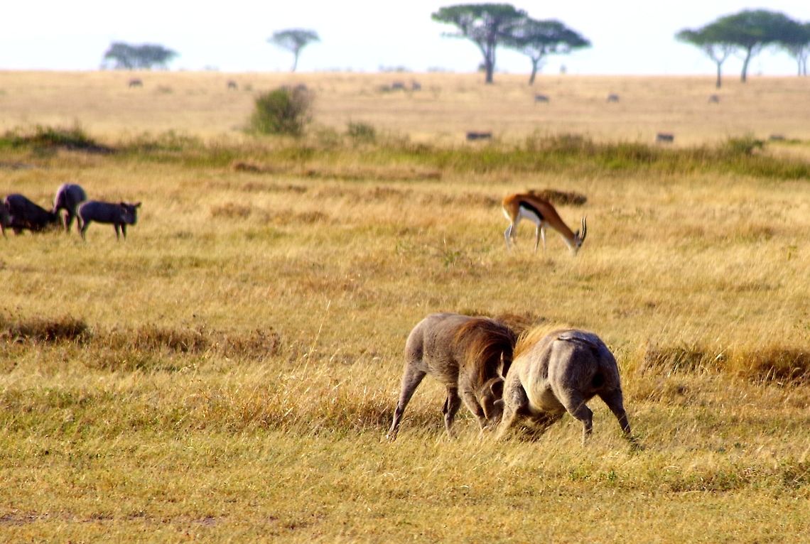 warthogs_fighting a couple of warthogs fighting Geotagged,Phacochoerus africanus,Summer,Tanzania,Warthog,africa,fighting,serengeti