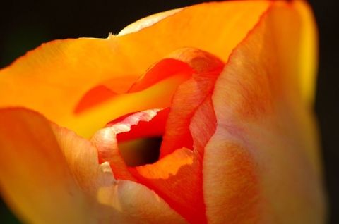 tulip nice tulip macro...don't know the exact species if someone could help Geotagged,Spring,Tulipa gesneriana,United States,flower,macro,tulip,tulipa gesneriana