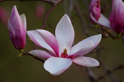 magnolia_tree magnolia flower from a magnolia tree Geotagged,Magnolia liliiflora,Mulan magnolia,Spring,United States,flower,macro,magnolia,tree