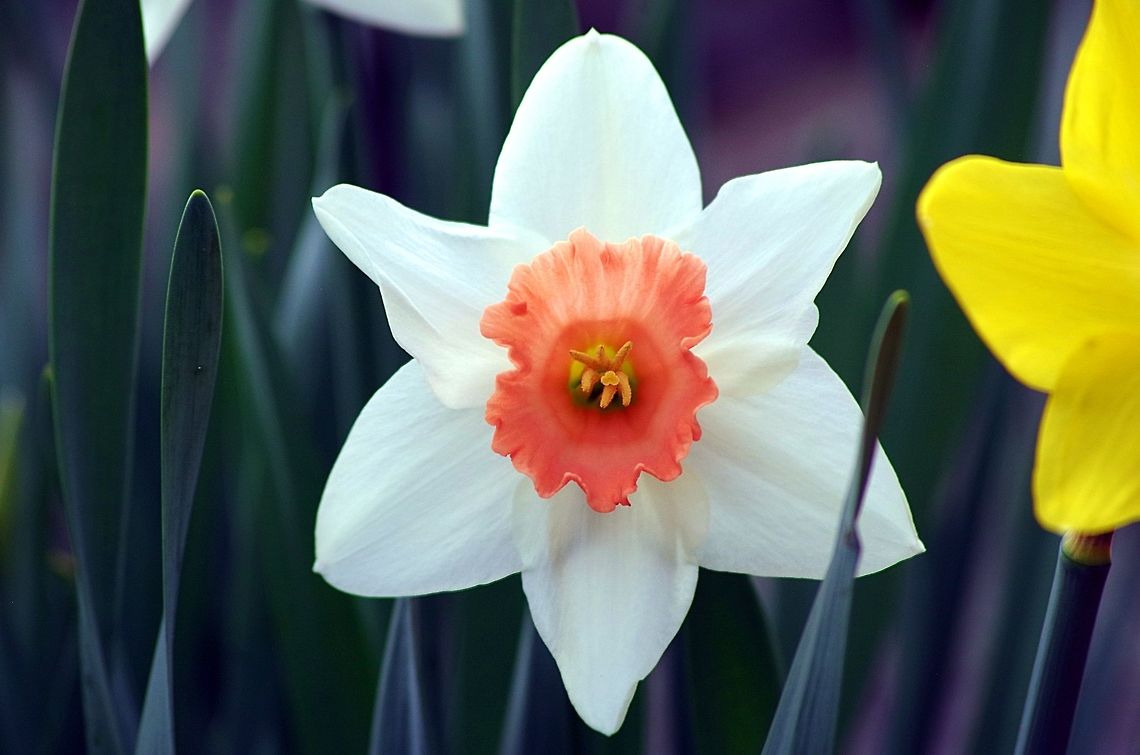 daffodil hybrid daffodil...narcissus hybridus Geotagged,Spring,United States