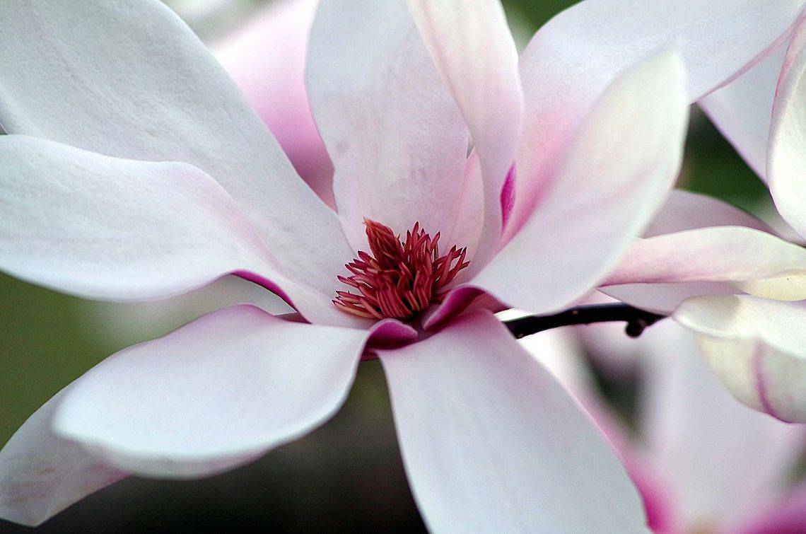 magnila_close_up  Geotagged,Magnolia liliiflora,Mulan magnolia,Spring,United States