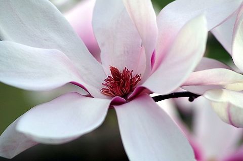 magnila_close_up  Geotagged,Magnolia liliiflora,Mulan magnolia,Spring,United States
